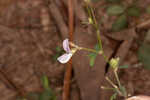 Creeping lespedeza